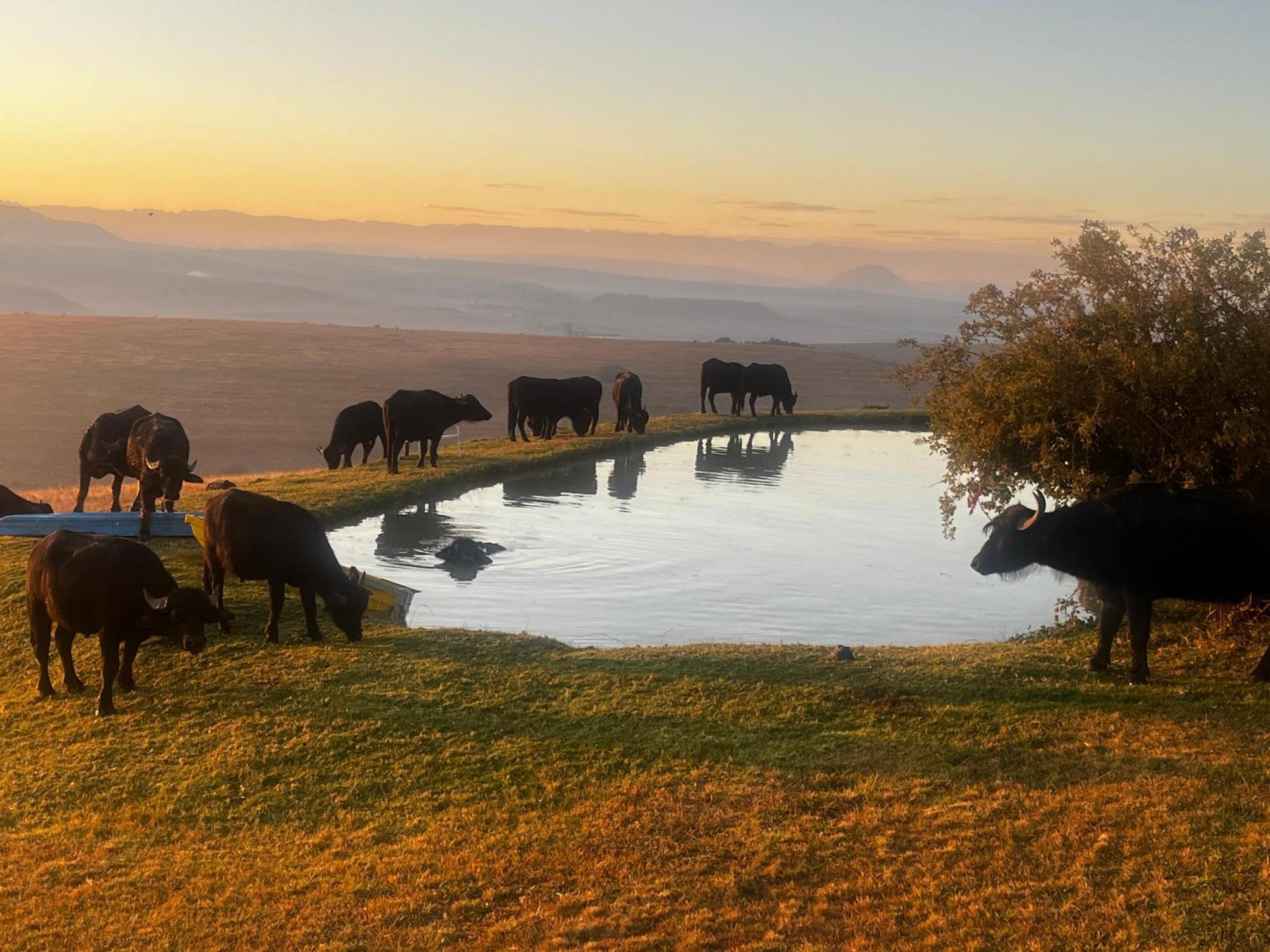 Uitzicht Private Nature Reserve And Lodge フーリーズバーグ エクステリア 写真